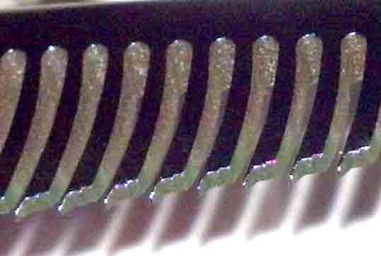 Rose Blending Shear